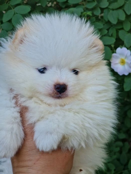 Продам шикарных щенков шпица