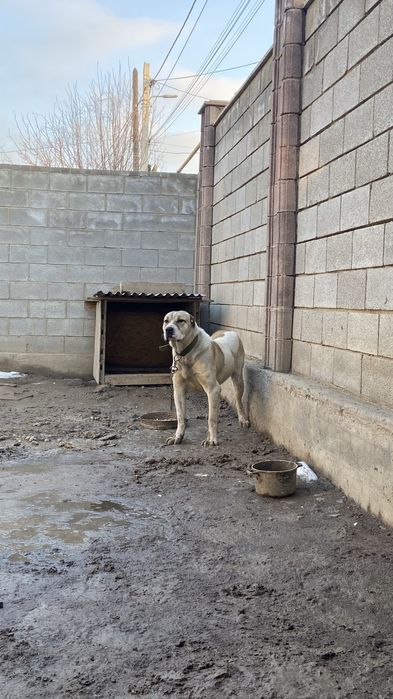 Среднеазиятская овчарка Алабай