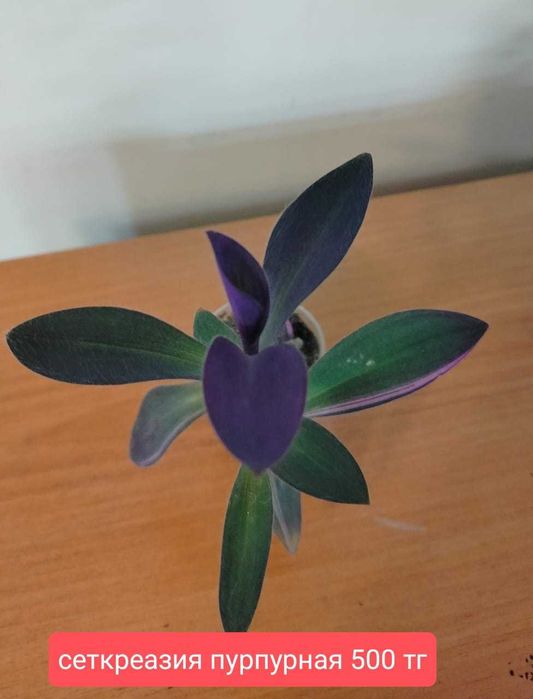 Комнатные цветы.