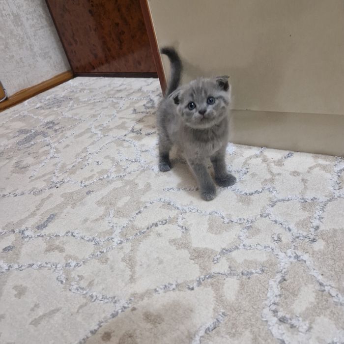Toza kulrang Shotland Fold (Scottish Fold) mushukcha sotiladi