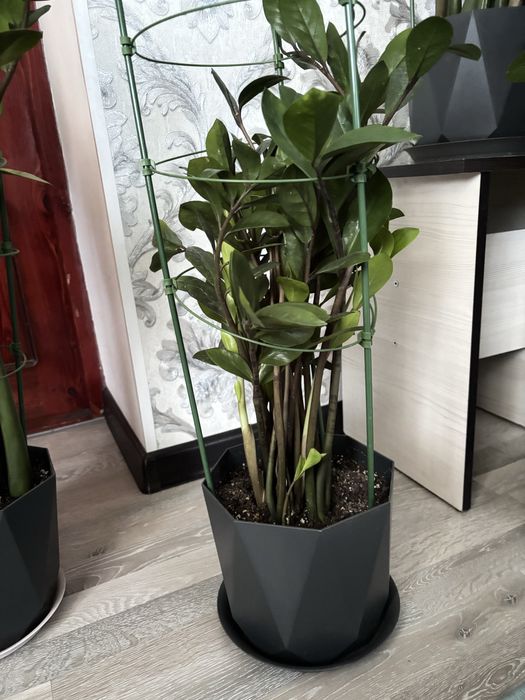 Доллар гулдер сатылады