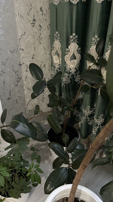 Домашнии цветы. Недорого