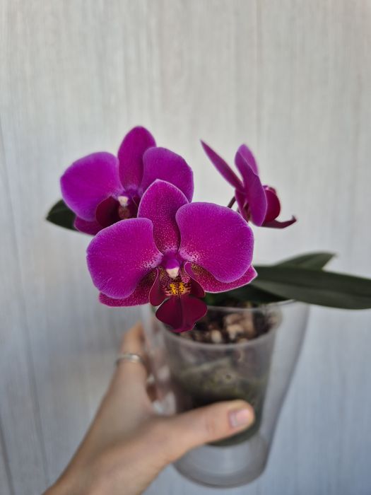 Орхидея Фаленопсис