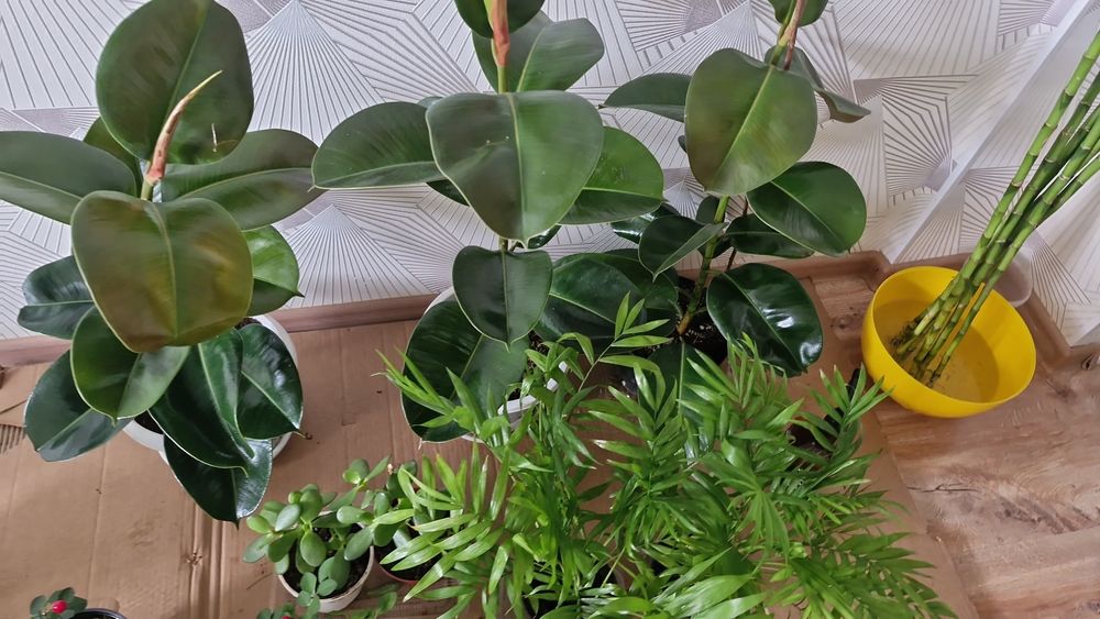 Ұц гұлдері апзан