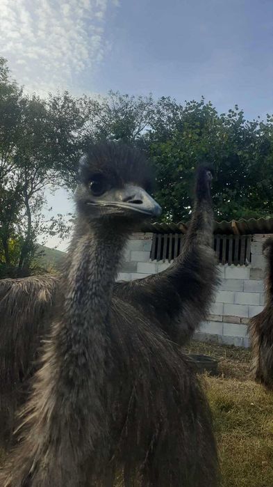 мъжко ему на 4години