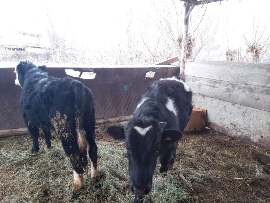 Продается бычки,бұқалар сатылады