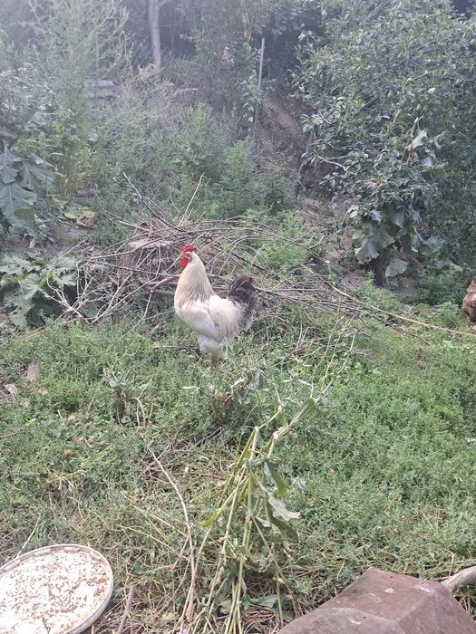 Продам курей и сыплят