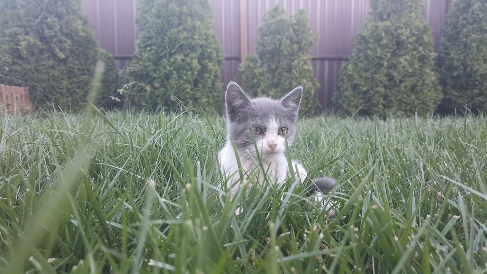 Отдам котят в хорошие руки