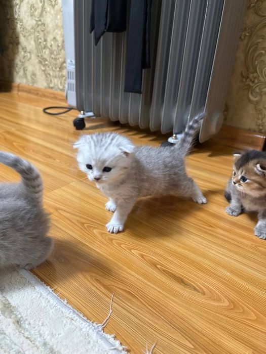 Породистые котята шиншилла (золотая/серебристая) — милые и ласковые!