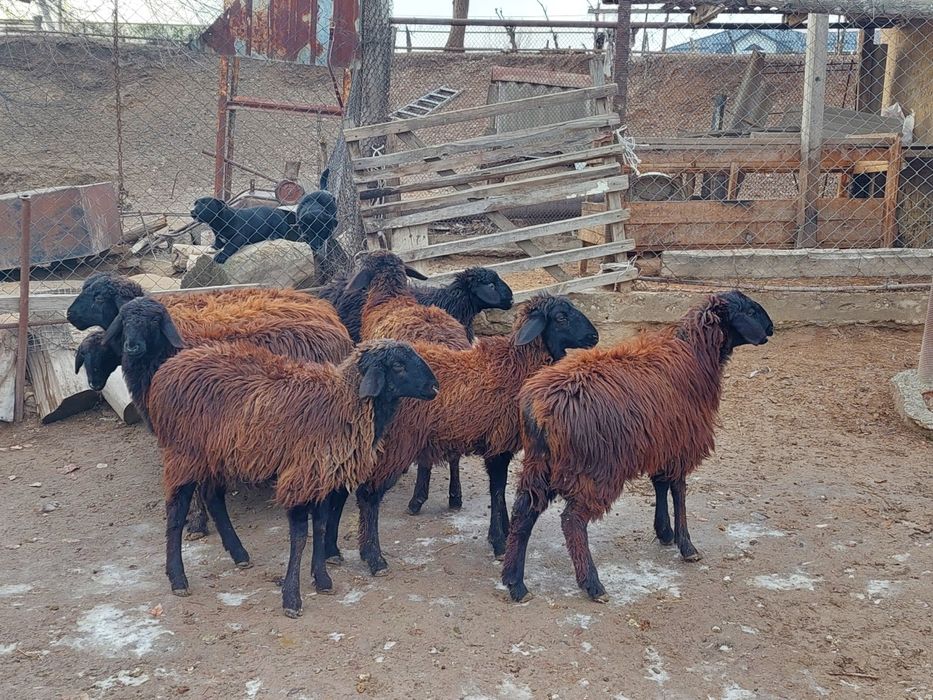 Ургашы токтылар сатылады