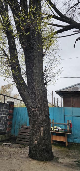 Два дуба для мебели