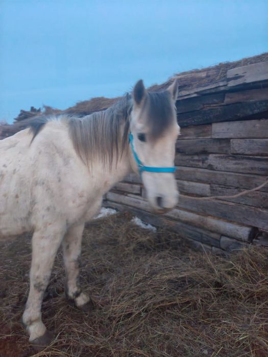 Айғыр сатылады 8 жасар (Жеребец)