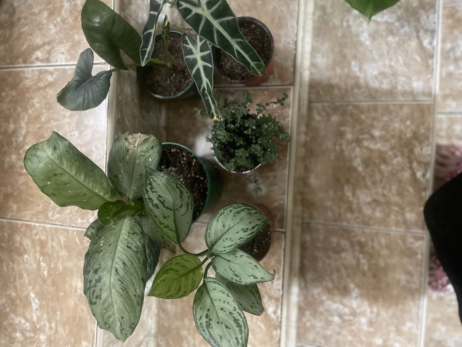 Антуриум ,Спамифилюм,Доллор,Цикас