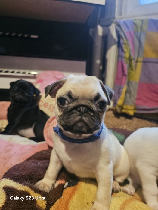 Мопсы супер щенки