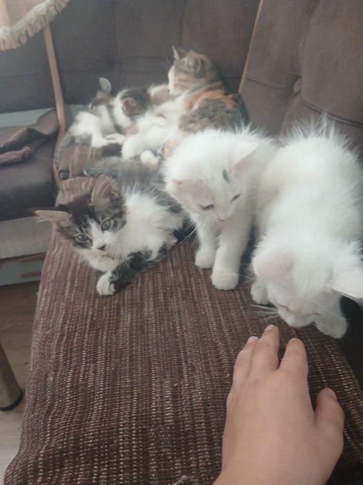 одам котят в хорошие руки