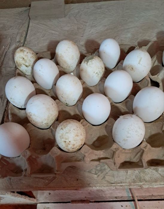 ЯЙЦА Инкубационные!