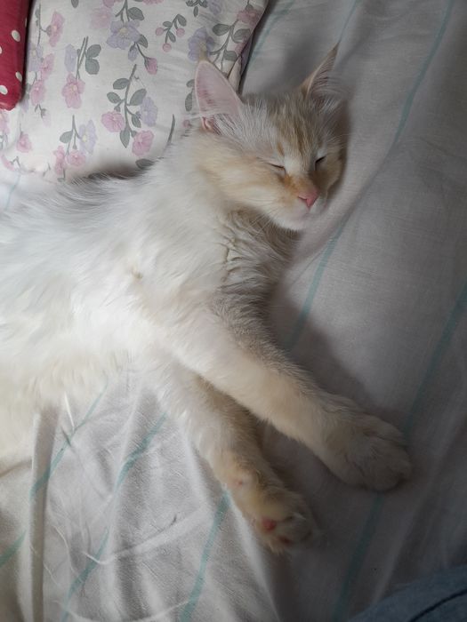 Регдолл мальчик 1 годик кастрирован привит.