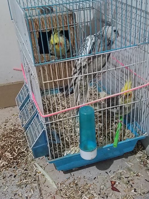 Продаются Карелло