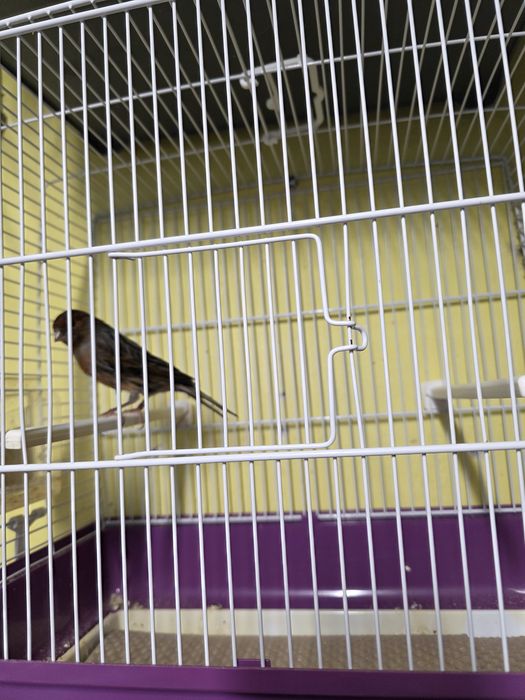 Canari de vanzare