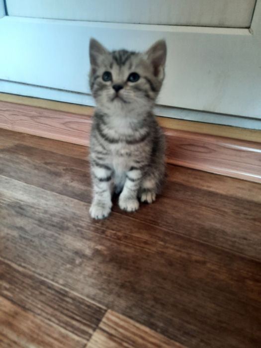 Очаровательные котята