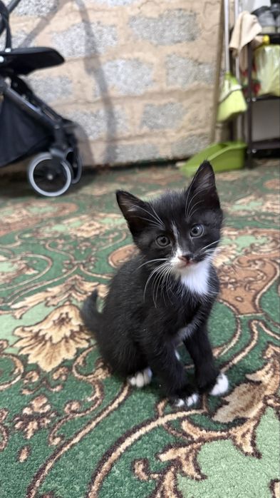 Мысык бериледи тегин