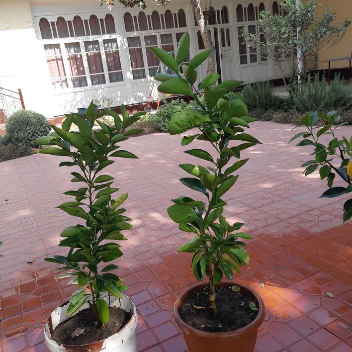 Кровавый Апельсин кучатлари сотилади