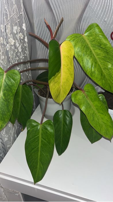 Филодендрон Медуза