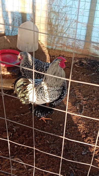 De vanzare gaini wyandotte