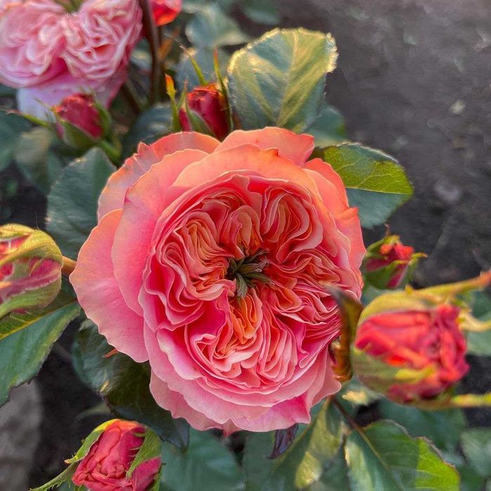 Саженцы Розы  Качество, без пересорта