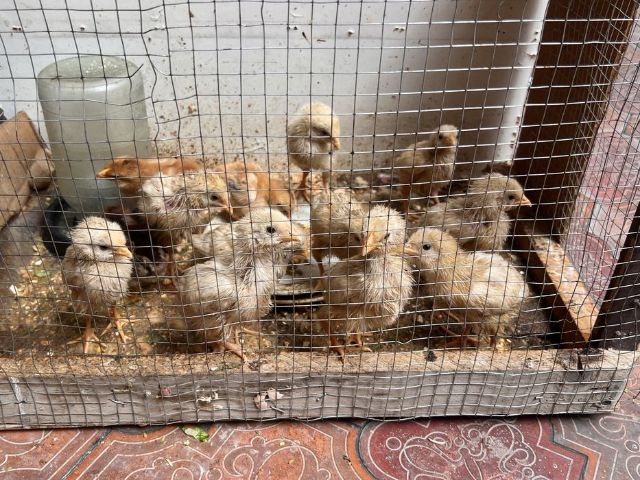 Сендр американский жужалари сотилади