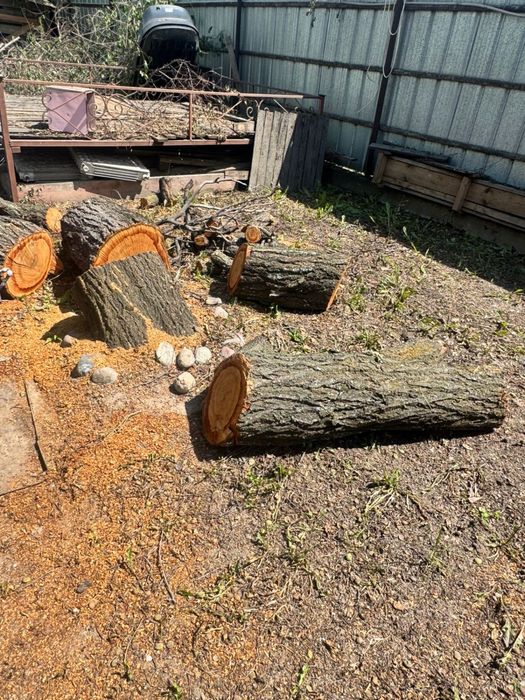 Дрова бесплатно Бурундай срочно