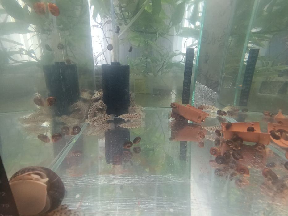 Аквариумные рыбки