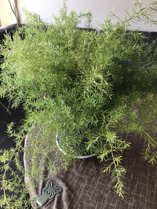 Цвете Аспарагус зелено