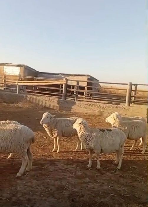 Қой     сатылады