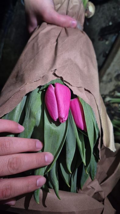 ТЮЛЬПАНЫ По оптовым ценам