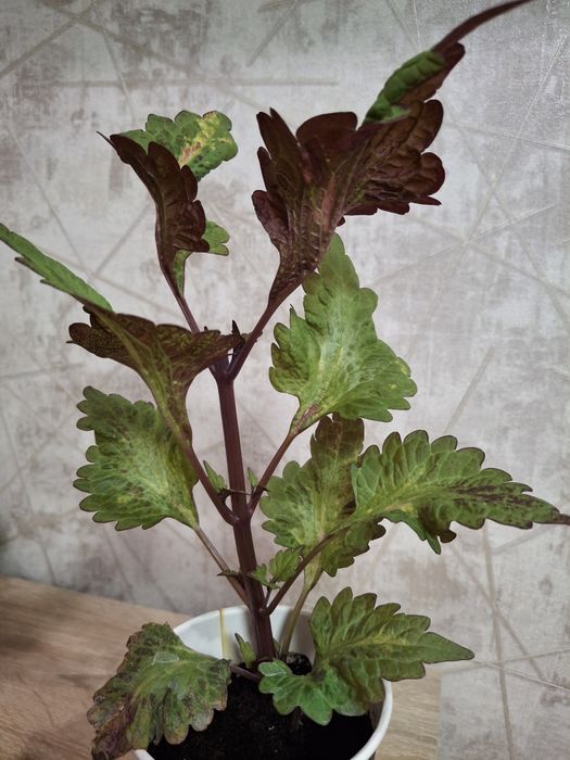 Продам цветок Колеус