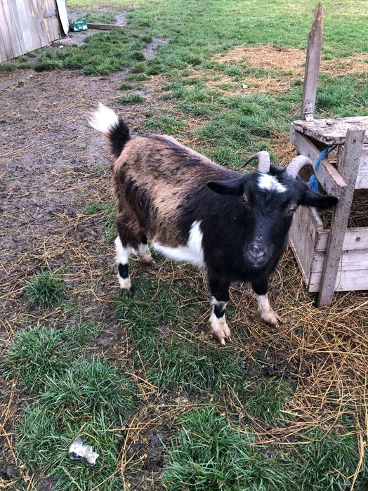 Vand capre bune de lapte