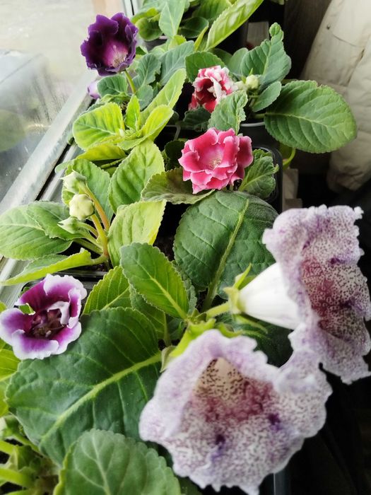 Продам комнатные цветы