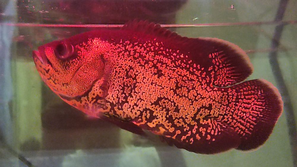 Продам оскар подросток