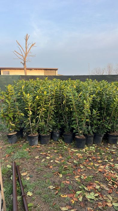 Vând laur englezesc la ghiveci