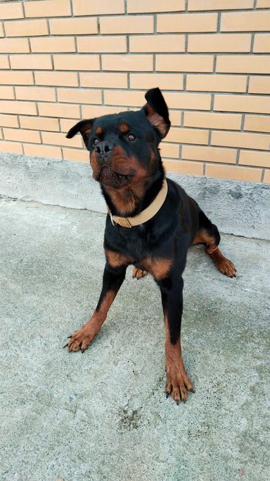 Кобель Ротвейлера ищет подругу!