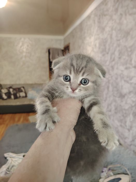 Шотландские фолдики
