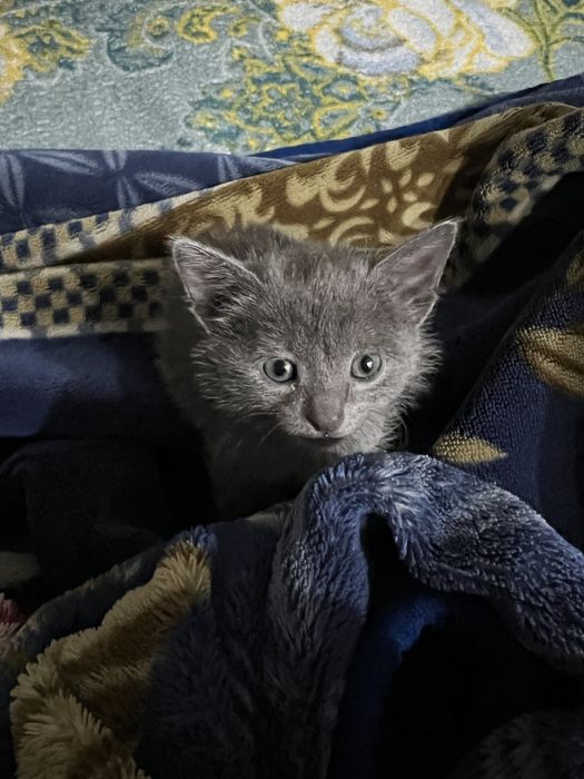 Отдам котенка мальчика в добрые руки