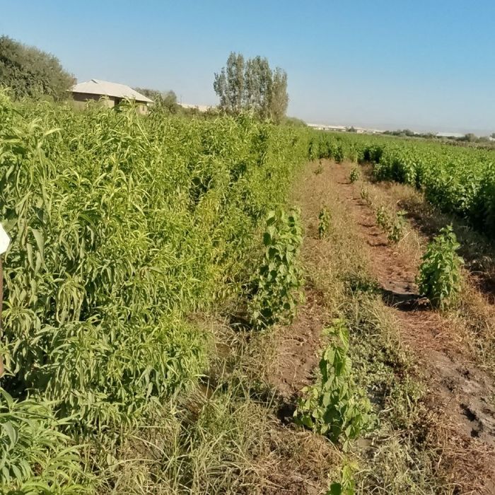 Шафтоли кучати, Персик, Shaftoli kuchati