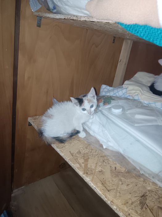 Ofer spre adopție 3 pisicuțe dragalase