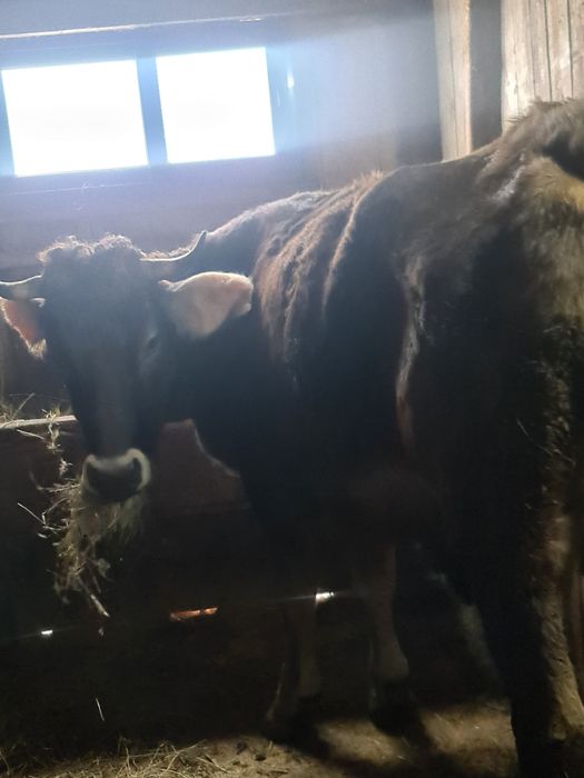 Vand junica la prima fatare