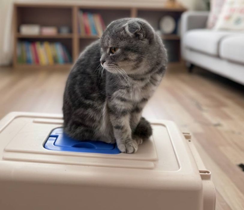 Shatlanskiy skotish fold