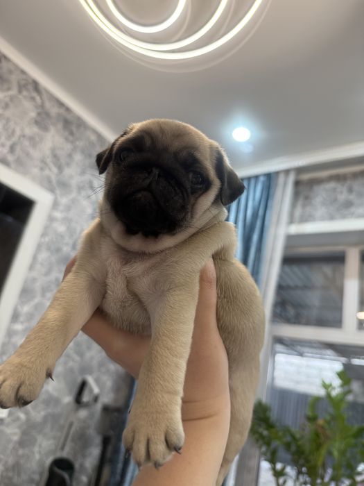 Элитный щенок Мопса!