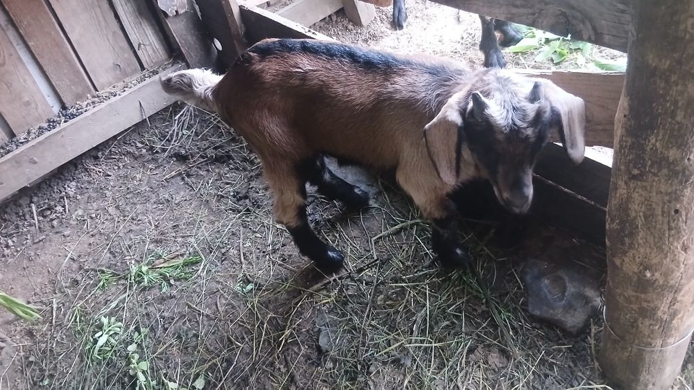 Vand țap alpin francez