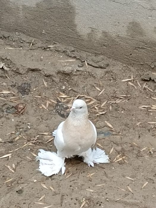 Продается голубь